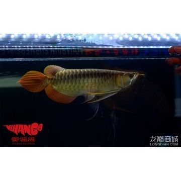 龍魚商城是什么平臺（龍魚商城二手商品鑒定服務）