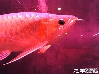 龍魚商城是什么平臺（龍魚商城二手商品鑒定服務）