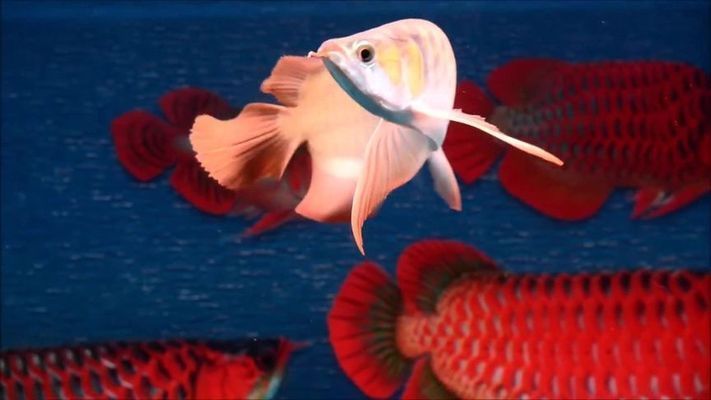 龍魚游姿前高后低怎么回事：寵物醫生：龍魚游姿前高后低可能是由以下幾個原因造成的