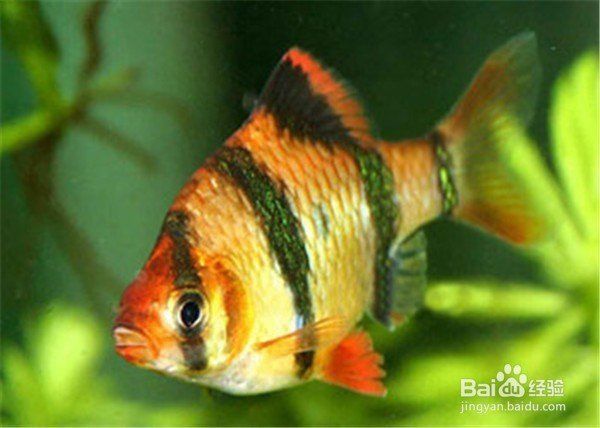 金虎魚