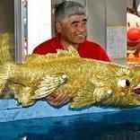 金虎魚