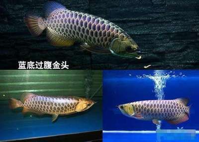 如何快速區(qū)分金龍魚的品質(zhì)好壞如何快速區(qū)分金龍魚的品質(zhì)