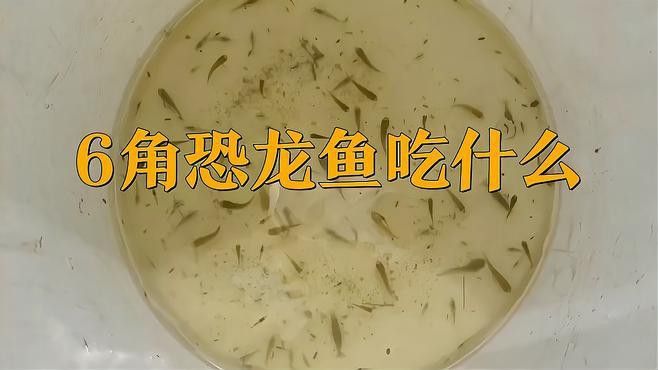 成年六角恐龍魚吃什么 成年六角恐龍魚吃什么 龍魚百科 第1張