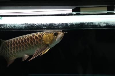龍魚到家一般幾天開口（龍魚到家后開口進食的時間）