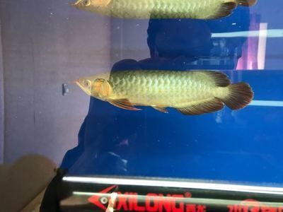 龍魚到家一般幾天開口（龍魚到家后開口進食的時間）