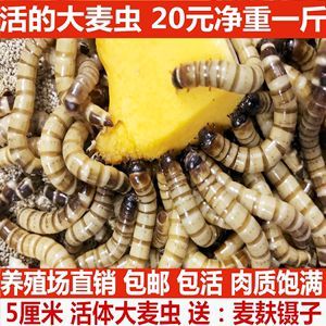 養殖金龍魚養殖技術與管理論文