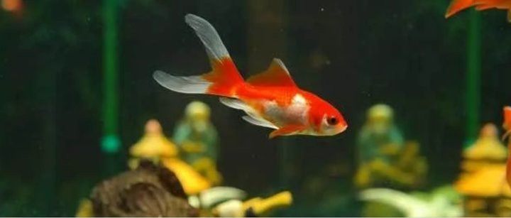 金龍魚鱗片發白會傳染嗎？ 金龍魚鱗片發白會傳染嗎？ 龍魚百科 第3張