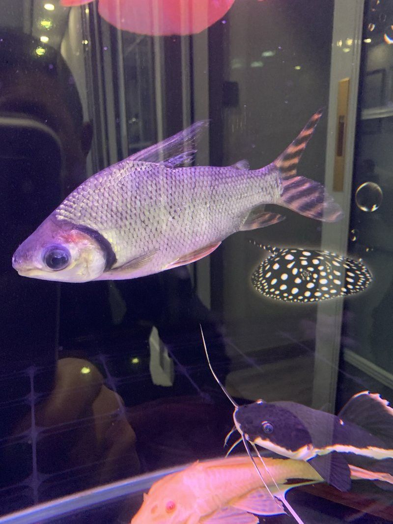 金龍魚鱗片發白會傳染嗎？ 金龍魚鱗片發白會傳染嗎？ 龍魚百科 第1張