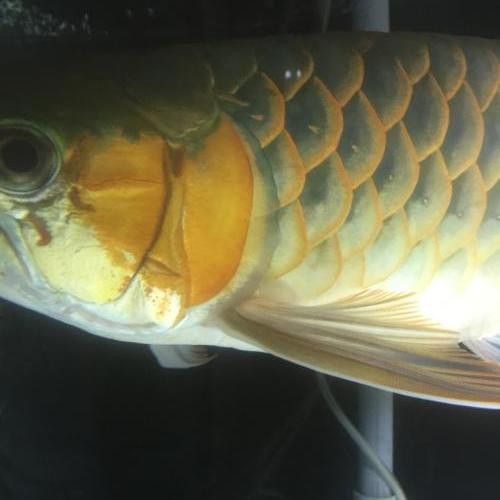 金龍魚鱗片發白會傳染嗎？ 金龍魚鱗片發白會傳染嗎？ 龍魚百科 第2張