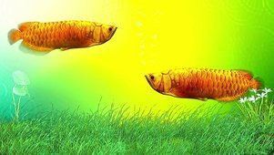 霸氣紅龍魚動態壁紙 霸氣紅龍魚動態壁紙 龍魚百科 第1張