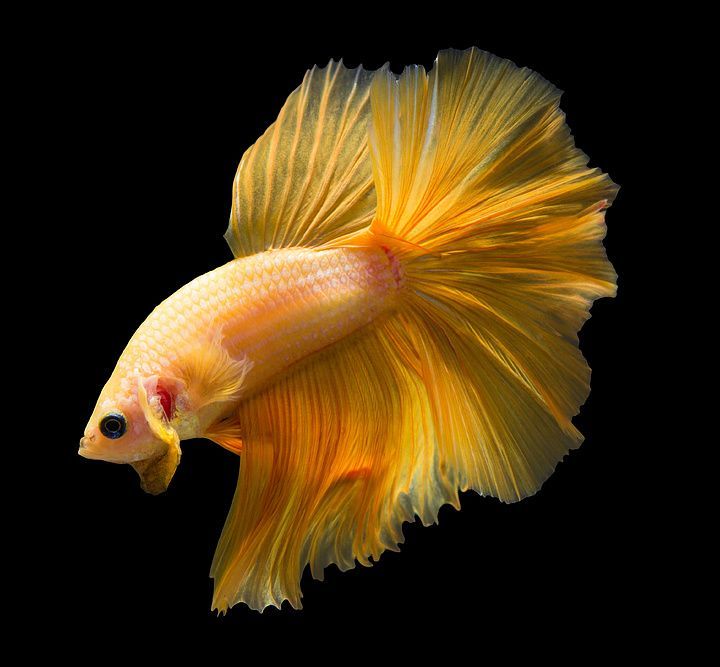 龍魚高清圖片和可愛龍魚的主題設計資源是我為您整理的:可愛龍魚主題的設計資源 龍魚百科 第3張 龍魚高清圖片和可愛龍魚的主題設計資源是我為您整理的:可愛龍魚主題的設計資源 龍魚高清圖片和可愛龍魚的主題設計資源是我為您整理的:可愛龍魚主題的設計資源 龍魚百科 第3張