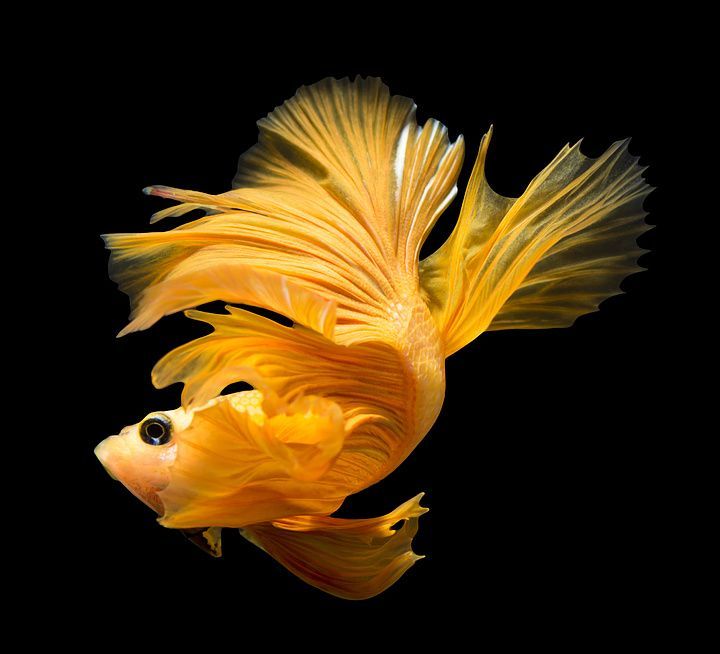 龍魚高清圖片和可愛龍魚的主題設計資源是我為您整理的:可愛龍魚主題的設計資源 龍魚百科 第2張 龍魚高清圖片和可愛龍魚的主題設計資源是我為您整理的:可愛龍魚主題的設計資源 龍魚高清圖片和可愛龍魚的主題設計資源是我為您整理的:可愛龍魚主題的設計資源 龍魚百科 第2張