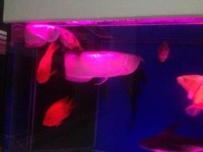 辦公室養龍魚還是錦鯉好（辦公室養什么魚好）