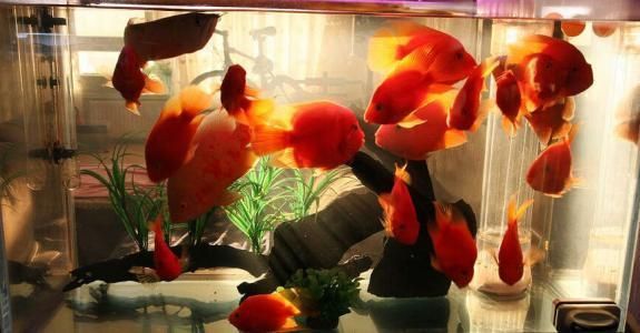辦公室養龍魚還是錦鯉好（辦公室養什么魚好）