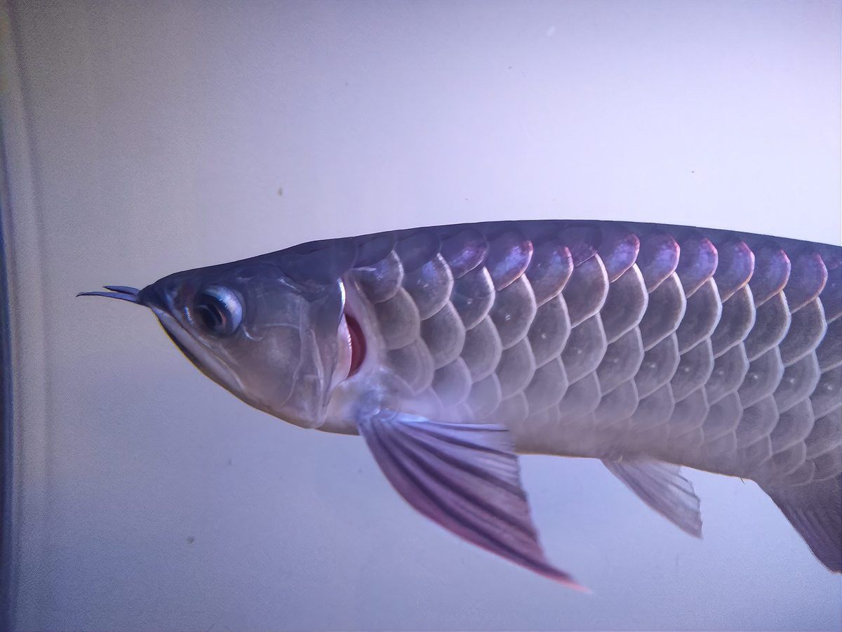 橙色龍魚變紅了怎么辦