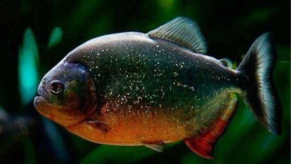 食人魚大戰(zhàn)銀龍魚視頻