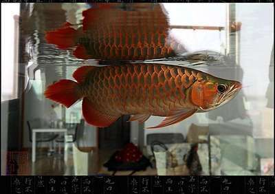 龍魚專用燈不是紫外線燈吧怎么辦：龍魚專用燈不是紫外線燈