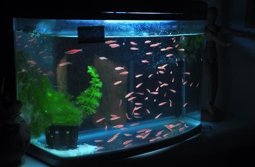 龍魚夜間用開小夜燈嗎：龍魚夜間是否需要開小夜燈