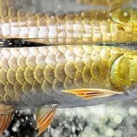 金龍魚常識 龍魚百科 第1張 金龍魚常識 金龍魚常識 龍魚百科 第1張