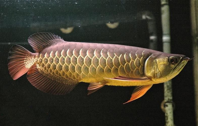 有沒有金龍魚這個品種圖片 有沒有金龍魚這個品種圖片 龍魚百科 第34張