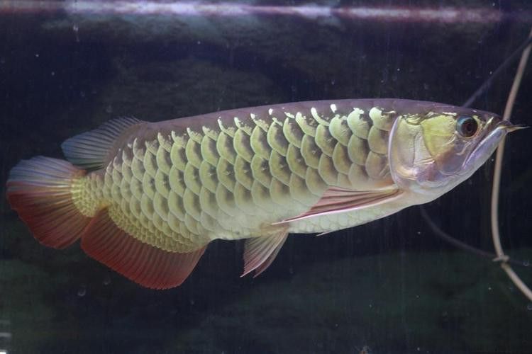 有沒有金龍魚這個品種圖片 有沒有金龍魚這個品種圖片 龍魚百科 第30張
