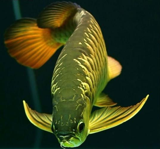 有沒有金龍魚這個品種圖片 有沒有金龍魚這個品種圖片 龍魚百科 第39張