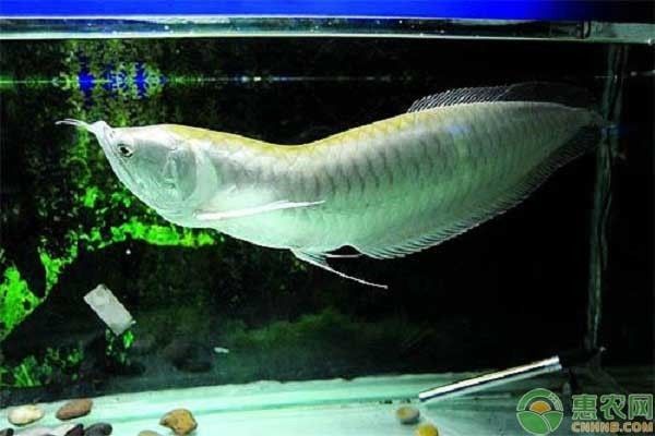 銀板魚常見疾病預防：銀板魚常見疾病預防措施 銀板魚常見疾病預防：銀板魚常見疾病預防措施 龍魚百科 第2張