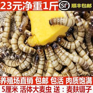 金龍魚拒食怎么辦：金龍魚吃大麥蟲后拒食怎么辦，