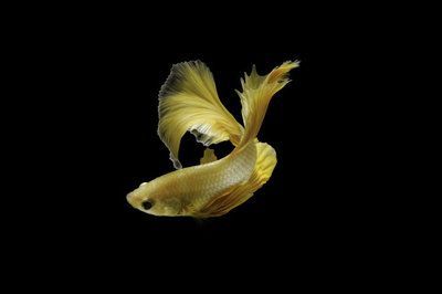 金龍魚尾巴有點黑色：金龍魚尾巴發黑是怎么回事