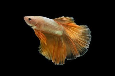 金龍魚尾巴有點黑色：金龍魚尾巴發黑是怎么回事