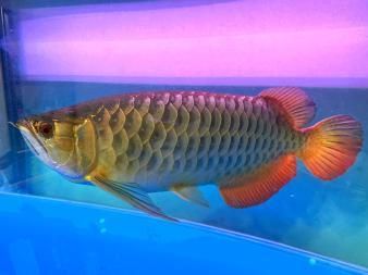 金龍魚(yú)多少年成年：金龍魚(yú)成年時(shí)間受到多種因素影響，金龍魚(yú)多少年成年