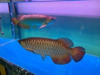 金龍魚(yú)多少年成年：金龍魚(yú)成年時(shí)間受到多種因素影響，金龍魚(yú)多少年成年