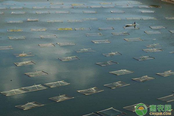 低價個人出售龍魚：龍魚交易常見騙局解析