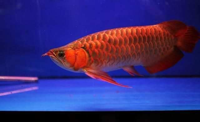 紅龍魚繁殖缸的布置技巧：紅龍魚繁殖缸布置技巧 紅龍魚繁殖缸的布置技巧：紅龍魚繁殖缸布置技巧 龍魚百科 第2張