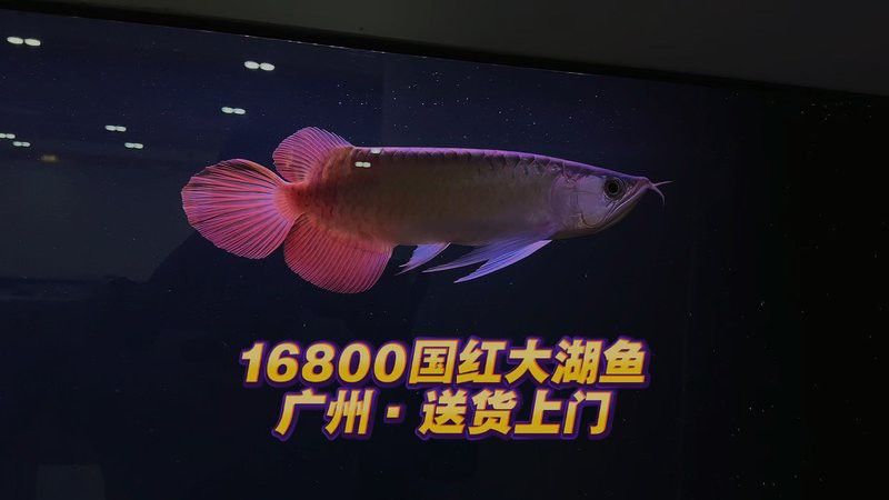紅龍魚純種的價格是多少？ 紅龍魚純種的價格是多少？ 龍魚百科 第8張
