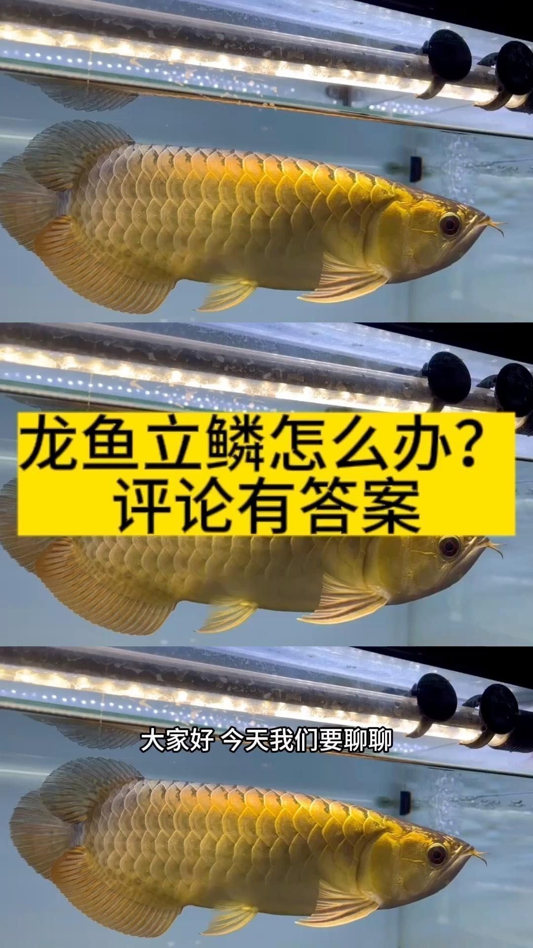 如何預防龍魚鱗片感染 如何預防龍魚鱗片感染 龍魚百科 第1張
