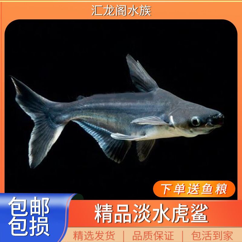 龍魚可以和虎頭鯊一起飼養(yǎng)嗎：龍魚與虎頭鯊可以混養(yǎng)嗎 龍魚可以和虎頭鯊一起飼養(yǎng)嗎：龍魚與虎頭鯊可以混養(yǎng)嗎 龍魚百科 第5張
