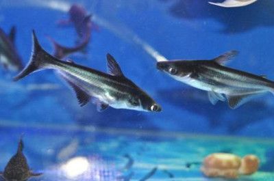 龍魚可以和虎頭鯊一起飼養(yǎng)嗎：龍魚與虎頭鯊可以混養(yǎng)嗎 龍魚可以和虎頭鯊一起飼養(yǎng)嗎：龍魚與虎頭鯊可以混養(yǎng)嗎 龍魚百科 第3張