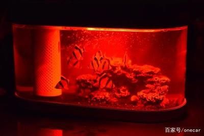 紅龍魚喂什么長的快（紅龍魚喂什么長的快一點） 紅龍魚喂什么長的快（紅龍魚喂什么長的快一點） 龍魚百科