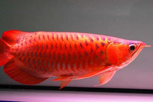 紅龍魚生病期間需要停食嗎？ 紅龍魚生病期間需要停食嗎？ 龍魚百科 第3張