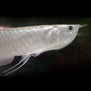 白子黃化銀龍魚好養嗎（白子黃化銀龍魚好養嗎銀龍魚好養嗎銀龍魚好養嗎）