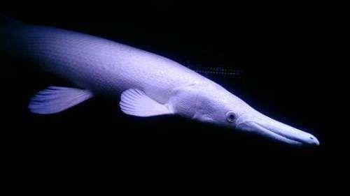 龍魚經(jīng)常撞缸：龍魚撞缸怎么辦