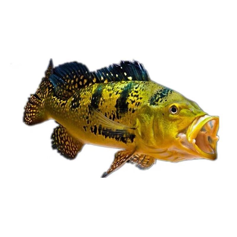 龍魚配巴西亞：巴西亞魚食物選擇指南，龍魚與巴西亞魚混養案例