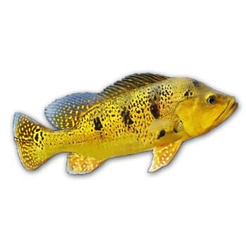 龍魚配巴西亞：巴西亞魚食物選擇指南，龍魚與巴西亞魚混養(yǎng)案例