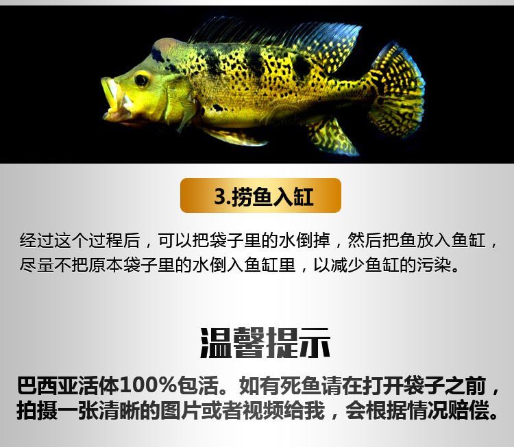 龍魚配巴西亞：巴西亞魚食物選擇指南，龍魚與巴西亞魚混養案例