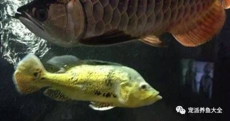 龍魚配巴西亞：巴西亞魚食物選擇指南，龍魚與巴西亞魚混養(yǎng)案例