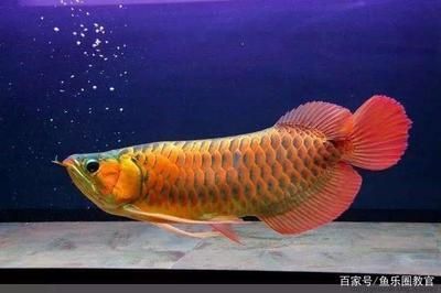 龍魚顏色價格：龍魚的顏色和價格