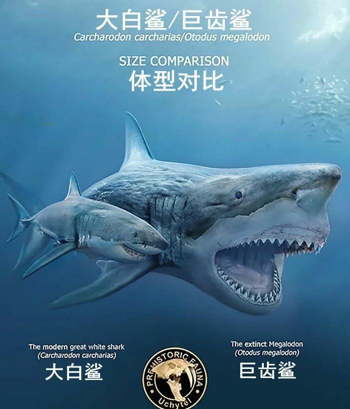 巨齒鯊vs大白鯊 龍魚百科 第5張 巨齒鯊vs大白鯊 巨齒鯊vs大白鯊 龍魚百科 第5張
