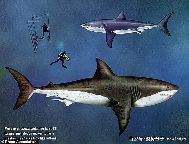 巨齒鯊vs大白鯊 龍魚百科 第9張 巨齒鯊vs大白鯊 巨齒鯊vs大白鯊 龍魚百科 第9張