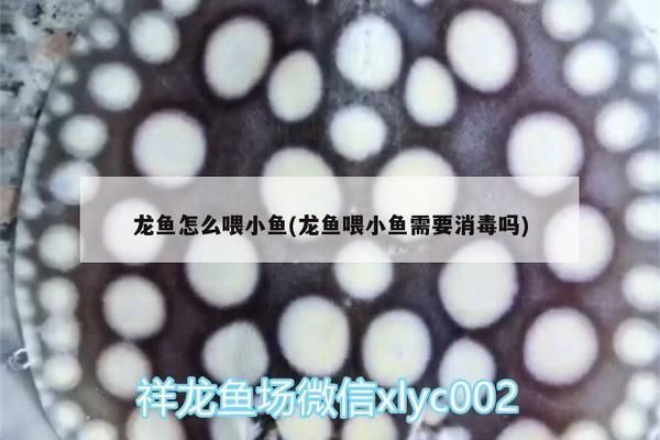 龍魚喂小魚需要消毒嗎（喂給龍魚的小魚需要進(jìn)行消毒處理嗎？）